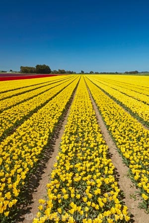 agricultural;agriculture;bloom;blooming;blooms;color;colorful;colour;colourful;country;countryside;crop;crops;Edendale;farm;farming;farmland;farms;field;fields;floral;flower;flower-bed;flower-beds;flower-garden;flower-gardens;flowers;garden;gardens;geometric;growing;horticulture;line;lines;meadow;meadows;N.Z.;New-Zealand;NZ;paddock;paddocks;pasture;pastures;pattern;patterns;row;rows;rural;S.I.;season;seasonal;seasons;SI;South-Is;South-Island;Southland;spring;spring-time;spring_time;springtime;Sth-Is;Triflor;tulip;tulip-field;tulip-fields;tulips;vibrant;yellow;yellow-flowers;yellow-tulips