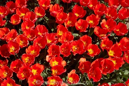 agricultural;agriculture;bloom;blooming;blooms;color;colorful;colour;colourful;country;countryside;crop;crops;Edendale;farm;farming;farmland;farms;field;fields;floral;flower;flower-bed;flower-beds;flower-garden;flower-gardens;flowers;garden;gardens;geometric;growing;horticulture;line;lines;meadow;meadows;N.Z.;New-Zealand;NZ;paddock;paddocks;pasture;pastures;pattern;patterns;red;red-flowers;red-tulips;row;rows;rural;S.I.;season;seasonal;seasons;SI;South-Is;South-Island;Southland;spring;spring-time;spring_time;springtime;Sth-Is;Triflor;tulip;tulip-field;tulip-fields;tulips;vibrant