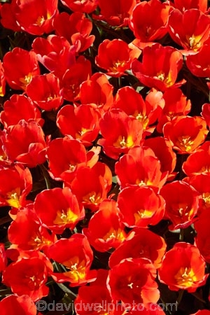 agricultural;agriculture;bloom;blooming;blooms;color;colorful;colour;colourful;country;countryside;crop;crops;Edendale;farm;farming;farmland;farms;field;fields;floral;flower;flower-bed;flower-beds;flower-garden;flower-gardens;flowers;garden;gardens;geometric;growing;horticulture;line;lines;meadow;meadows;N.Z.;New-Zealand;NZ;paddock;paddocks;pasture;pastures;pattern;patterns;red;red-flowers;red-tulips;row;rows;rural;S.I.;season;seasonal;seasons;SI;South-Is;South-Island;Southland;spring;spring-time;spring_time;springtime;Sth-Is;Triflor;tulip;tulip-field;tulip-fields;tulips;vibrant