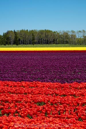 agricultural;agriculture;bloom;blooming;blooms;color;colorful;colour;colourful;country;countryside;crop;crops;Edendale;farm;farming;farmland;farms;field;fields;floral;flower;flower-bed;flower-beds;flower-garden;flower-gardens;flowers;garden;gardens;geometric;growing;horticulture;lilac;line;lines;meadow;meadows;N.Z.;New-Zealand;NZ;paddock;paddocks;pasture;pastures;pattern;patterns;purple;red;red-flowers;red-tulips;row;rows;rural;S.I.;season;seasonal;seasons;SI;South-Is;South-Island;Southland;spring;spring-time;spring_time;springtime;Sth-Is;Triflor;tulip;tulip-field;tulip-fields;tulips;vibrant;violet