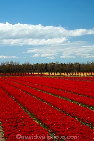 agricultural;agriculture;bloom;blooming;blooms;color;colorful;colour;colourful;country;countryside;crop;crops;Edendale;farm;farming;farmland;farms;field;fields;floral;flower;flower-bed;flower-beds;flower-garden;flower-gardens;flowers;garden;gardens;geometric;growing;horticulture;line;lines;meadow;meadows;N.Z.;New-Zealand;NZ;paddock;paddocks;pasture;pastures;pattern;patterns;red;red-flowers;red-tulips;row;rows;rural;S.I.;season;seasonal;seasons;SI;South-Is;South-Island;Southland;spring;spring-time;spring_time;springtime;Sth-Is;Triflor;tulip;tulip-field;tulip-fields;tulips;vibrant