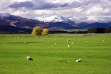 agricultural;agriculture;country;countryside;farm;farming;farmland;farms;fibre;field;fields;grass;grassy;horticulture;lamb;lambs;lush;meadow;meadows;Mossburn;mountain;mountains;New-Zealand;paddock;paddocks;pasture;pastures;rural;sheep;snow;South-Island;Southland;verdant;wool;woolly;wooly