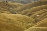 3021;back-country;backcountry;Central-Otago;golden;high-altitude;high-country;Highcountry;highlands;hill;hills;island;man;N.Z.;new;new-zealand;NZ;old;Old-Man-Range;range;remote;remoteness;rolling-hills;rolling-tussock-hills;S.I.;SI;south;South-Is;South-Island;Southland;Sth-Is;tussock;tussocks;upland;uplands;valley;Waikaia-Bush-Rd;Waikaia-Bush-Road;Waikaia-Bush-Track;zealand