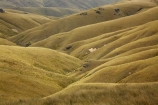3022;back-country;backcountry;Central-Otago;golden;high-altitude;high-country;Highcountry;highlands;hill;hills;island;man;N.Z.;new;new-zealand;NZ;old;Old-Man-Range;range;remote;remoteness;rolling-hills;rolling-tussock-hills;S.I.;SI;south;South-Is;South-Island;Southland;Sth-Is;tussock;tussocks;upland;uplands;valley;Waikaia-Bush-Rd;Waikaia-Bush-Road;Waikaia-Bush-Track;zealand