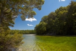 beautiful;beauty;Beech-Forest;bush;clean-water;clear-water;endemic;forest;forests;green;Mararoa-River;Mavora-Lakes;N.Z.;native;native-bush;natives;natural;nature;New-Zealand;Nothofagus;NZ;pure-water;river;rivers;S.I.;scene;scenic;SI;South-Is;South-Island;South-Mavora-Lake;southern-beeches;Southland;Sth-Is;timber;tree;trees;wood;woods