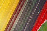 aerial;Aerial-drone;Aerial-drones;aerial-image;aerial-images;aerial-photo;aerial-photograph;aerial-photographs;aerial-photography;aerial-photos;aerial-view;aerial-views;aerials;agricultural;agriculture;bloom;blooming;blooms;color;colorful;colour;colourful;country;countryside;crop;crops;Drone;Drones;Edendale;farm;farming;farmland;farms;field;fields;floral;flower;flower-bed;flower-beds;flower-garden;flower-gardens;flowers;garden;gardens;geometric;green;green-fields;growing;horticulture;line;lines;meadow;meadows;N.Z.;New-Zealand;NZ;paddock;paddocks;pasture;pastures;pattern;patterns;purple;purple-flowers;Quadcopter-aerial;Quadcopters-aerials;red;red-flowers;row;rows;rural;S.I.;season;seasonal;seasons;SI;South-Is;South-Island;Southland;spring;spring-time;spring_time;springtime;Triflor;tulip;tulips;U.A.V.-aerial;UAV-aerials;vibrant;violet;yellow;yellow-flowers