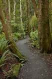 bush;fern;ferns;forest;forests;green;hiking-path;hiking-paths;hiking-trail;hiking-trails;Invercargill;Invercargill-Park;Invercargill-Parks;lush;N.Z.;native;native-bush;native-forest;native-forests;native-tree;native-trees;native-woods;natural;nature;New-Zealand;NZ;park;parks;path;paths;pathway;pathways;remnant-forest;route;routes;S.I.;Seaward-Bush;Seaward-Bush-Reserve;SI;South-Is;South-Island;Southland;Sth-Is;track;tracks;trail;trails;tree;tree-trunk;tree-trunks;trees;walking-path;walking-paths;walking-track;walking-trail;walking-trails;walkway;walkways;wood;woods