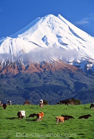 spring;grass;green;fence;fenceline;paddock;paddocks;field;fields;pasture;pastures;meadow;meadows;agriculture;rural;farm;farms;farmer;farming;lush;verdant;cow;cows;milk;mountain;snow;winter;mountains;icon