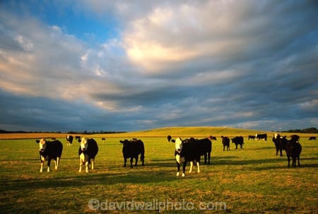 cow;farm;rural;grass;cows;calves;agriculture;farming;farms;pasture;pastures;paddock;paddocks;field;fields;meadow;meadows;black;white;sky;clouds;light;evening;late;afternoon;afternoon;dusk;twilight;farmscape;rural-scene;fence;wire;red;brown;beef;stock