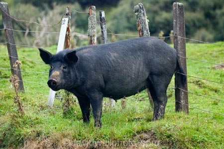 animal;animals;boar;boars;Forgotten-World-Highway;hog;hogs;mammal;mammals;N.I.;N.Z.;New-Zealand;NI;North-Island;NZ;pig;pigs;sow;sows;swine;swines;Taranaki;The-Forgotten-World-Highway;wild-animal;wild-animals;wild-boar;wild-boars;wild-pig;wild-pigs
