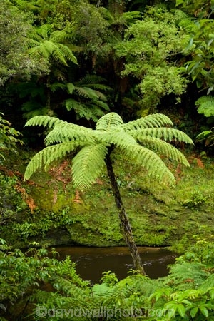 beautiful;beauty;brook;brooks;bush;creek;creeks;cyathea;endemic;fern;ferns;flora;forest;forestry;forests;Forgotten-World-Highway;frond;fronds;green;lush;N.I.;N.Z.;native;native-bush;natives;natural;nature;New-Zealand;NI;North-Island;NZ;outdoor;outdoors;ponga;pongas;punga;pungas;rain-forest;rain-forests;rain_forest;rain_forests;rainforest;rainforests;scene;scenic;Stratford-_-Taumarunui-Road;stream;streams;Tangarakau-Gorge;Tangarakau-River;Taranaki;Taumarunui-_-Stratford-Road;The-Forgotten-World-Highway;tree-fern;tree-ferns;undergrowth;watercourse