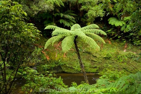 beautiful;beauty;brook;brooks;bush;creek;creeks;cyathea;endemic;fern;ferns;flora;forest;forestry;forests;Forgotten-World-Highway;frond;fronds;green;lush;N.I.;N.Z.;native;native-bush;natives;natural;nature;New-Zealand;NI;North-Island;NZ;outdoor;outdoors;ponga;pongas;punga;pungas;rain-forest;rain-forests;rain_forest;rain_forests;rainforest;rainforests;scene;scenic;Stratford-_-Taumarunui-Road;stream;streams;Tangarakau-Gorge;Tangarakau-River;Taranaki;Taumarunui-_-Stratford-Road;The-Forgotten-World-Highway;tree-fern;tree-ferns;undergrowth;watercourse