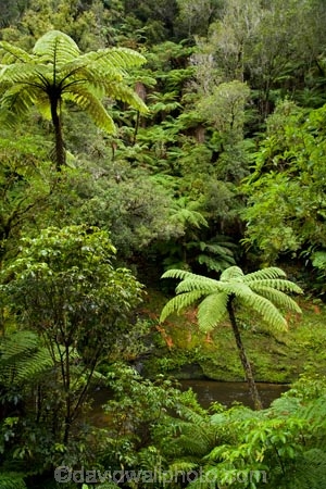 beautiful;beauty;brook;brooks;bush;creek;creeks;cyathea;endemic;fern;ferns;flora;forest;forestry;forests;Forgotten-World-Highway;frond;fronds;green;lush;N.I.;N.Z.;native;native-bush;natives;natural;nature;New-Zealand;NI;North-Island;NZ;outdoor;outdoors;ponga;pongas;punga;pungas;rain-forest;rain-forests;rain_forest;rain_forests;rainforest;rainforests;scene;scenic;Stratford-_-Taumarunui-Road;stream;streams;Tangarakau-Gorge;Taranaki;Taumarunui-_-Stratford-Road;The-Forgotten-World-Highway;tree-fern;tree-ferns;undergrowth;watercourse