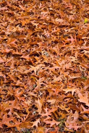 arboretum;arboretums;autuminal;autumn;autumn-colour;autumn-colours;autumnal;color;colors;colour;colours;deciduous;fall;Forgotten-World-Highway;leaf;leaves;N.I.;N.Z.;New-Zealand;NI;North-Island;NZ;oak;oak-tree;oak-trees;oaks;season;seasonal;seasons;Taranaki;Te-Wera;Te-Wera-Arboretum;The-Forgotten-World-Highway;tree;trees