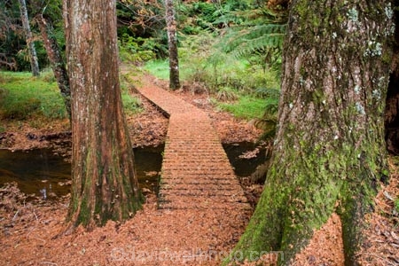 arboretum;arboretums;autuminal;autumn;autumn-colour;autumn-colours;autumnal;color;colors;colour;colours;deciduous;fall;Forgotten-World-Highway;leaf;leaves;N.I.;N.Z.;New-Zealand;NI;North-Island;NZ;season;seasonal;seasons;swamp-cyprus;swamp-cypruses;Taranaki;Te-Wera;Te-Wera-Arboretum;The-Forgotten-World-Highway;tree;trees