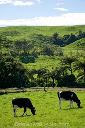 agricultural;agriculture;cattle;country;countryside;cow;cows;crop;crops;dairy-cow;dairy-cows;dairy-farm;dairy-farms;farm;farming;farmland;farms;field;fields;horticulture;meadow;meadows;N.I.;N.Z.;New-Zealand;NI;North-Island;NZ;paddock;paddocks;pasture;pastures;rural;Taranaki