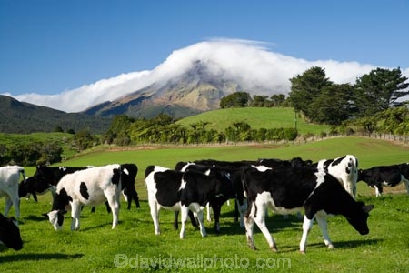 agricultural;agriculture;cattle;cloud;clouds;cloudy;country;countryside;cow;cows;crop;crops;dairy-cow;dairy-cows;dairy-farm;dairy-farms;farm;farming;farmland;farms;field;fields;horticulture;meadow;meadows;mist;mists;misty;N.I.;N.Z.;New-Zealand;NI;North-Island;NZ;paddock;paddocks;pasture;pastures;rural;shroud;shrouded;Taranaki