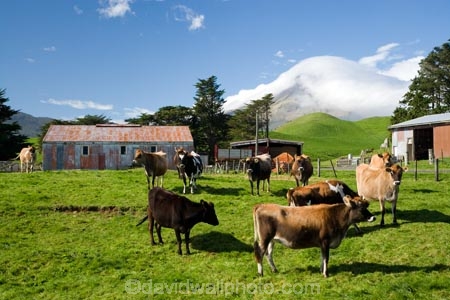 agricultural;agriculture;cattle;cloud;clouds;cloudy;country;countryside;cow;Cow-Shed;Cow-Sheds;cows;crop;crops;dairy-cow;dairy-cows;dairy-farm;dairy-farms;Egmont-N.P.;Egmont-National-Park;Egmont-NP;farm;Farm-Building;Farm-Buildings;Farm-Shed;Farm-Sheds;farming;farmland;farms;field;fields;horticulture;meadow;meadows;mist;mists;misty;Mount-Egmont;Mount-Taranaki;Mountain;mountainous;mountains;mt;Mt-Egmont;Mt-Taranaki;Mt-Taranaki-Egmont;mt.;Mt.-Egmont;Mt.-Taranaki;N.I.;N.Z.;New-Zealand;NI;North-Island;NZ;paddock;paddocks;pasture;pastures;rural;shroud;shrouded;Taranaki;volcanic;volcano;volcanoes
