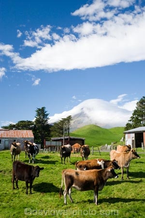 agricultural;agriculture;cattle;cloud;clouds;cloudy;country;countryside;cow;Cow-Shed;Cow-Sheds;cows;crop;crops;dairy-cow;dairy-cows;dairy-farm;dairy-farms;Egmont-N.P.;Egmont-National-Park;Egmont-NP;farm;Farm-Building;Farm-Buildings;Farm-Shed;Farm-Sheds;farming;farmland;farms;field;fields;horticulture;meadow;meadows;mist;mists;misty;Mount-Egmont;Mount-Taranaki;Mountain;mountainous;mountains;mt;Mt-Egmont;Mt-Taranaki;Mt-Taranaki-Egmont;mt.;Mt.-Egmont;Mt.-Taranaki;N.I.;N.Z.;New-Zealand;NI;North-Island;NZ;paddock;paddocks;pasture;pastures;rural;shroud;shrouded;Taranaki;volcanic;volcano;volcanoes
