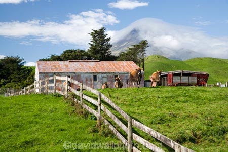 agricultural;agriculture;cattle;cloud;clouds;cloudy;country;countryside;cow;Cow-Shed;Cow-Sheds;cows;crop;crops;dairy-cow;dairy-cows;dairy-farm;dairy-farms;Egmont-N.P.;Egmont-National-Park;Egmont-NP;farm;Farm-Building;Farm-Buildings;Farm-Shed;Farm-Sheds;farming;farmland;farms;fence;fence-line;fence-lines;fenceline;fencelines;fences;field;fields;horticulture;meadow;meadows;mist;mists;misty;Mount-Egmont;Mount-Taranaki;Mountain;mountainous;mountains;mt;Mt-Egmont;Mt-Taranaki;Mt-Taranaki-Egmont;mt.;Mt.-Egmont;Mt.-Taranaki;N.I.;N.Z.;New-Zealand;NI;North-Island;NZ;paddock;paddocks;pasture;pastures;rural;shroud;shrouded;Taranaki;volcanic;volcano;volcanoes