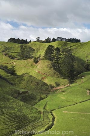 agricultural;agriculture;country;countryside;dairy-farm;dairy-farming;dairy-farms;farm;farming;farmland;farms;field;fields;grassy;green-grass;Inglewood;Kaimata;meadow;meadows;N.I.;N.Z.;New-Zealand;NI;North-Is;North-Is.;North-Island;NZ;paddock;paddocks;pasture;pastures;Ratapiko;rural;Taranaki
