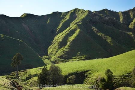 agricultural;agriculture;country;countryside;dairy-farm;dairy-farming;dairy-farms;farm;farming;farmland;farms;field;fields;grassy;green-grass;livestock;meadow;meadows;N.I.;N.Z.;New-Zealand;NI;North-Is;North-Is.;North-Island;NZ;Otaraoa-Raod;Otaraoa-Rd;paddock;paddocks;pasture;pastures;rural;sheep;stock;Taranaki;Tarata