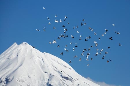 avian;Bird;birds;Egmont-N.P.;Egmont-National-Park;Egmont-NP;flight;fly;flying;Mount-Egmont;Mount-Taranaki;Mount-Taranaki-Egmont;Mountain;mountainous;mountains;mt;Mt-Egmont;Mt-Taranaki;Mt-Taranaki-Egmont;mt.;Mt.-Egmont;Mt.-Taranaki;Mt.-Taranaki-Egmont;N.I.;N.Z.;New-Zealand;NI;North-Is;North-Is.;North-Island;NZ;Ornithology;pigeon;pigeons;season;seasonal;seasons;snow;Taranaki;volcanic;volcano;volcanoes;winter