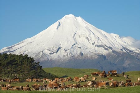 agricultural;agriculture;animal;animals;calves;cattle;country;countryside;cow;cows;dairy;dairy-cow;dairy-cows;dairy-farm;dairy-farming;dairy-farms;farm;farming;farmland;farms;field;fields;grass;grassy;Herbivore;Herbivores;Herbivorous;Livestock;mammal;mammals;meadow;meadows;Mount-Egmont;Mount-Taranaki;Mount-Taranaki-Egmont;Mountain;mountainous;mountains;mt;Mt-Egmont;Mt-Taranaki;Mt-Taranaki-Egmont;mt.;Mt.-Egmont;Mt.-Taranaki;Mt.-Taranaki-Egmont;N.I.;N.Z.;New-Zealand;NI;North-Is;North-Is.;North-Island;NZ;paddock;paddocks;pasture;pastures;rural;season;seasonal;seasons;snow;south-island;stock;Taranaki;volcanic;volcano;volcanoes;winter