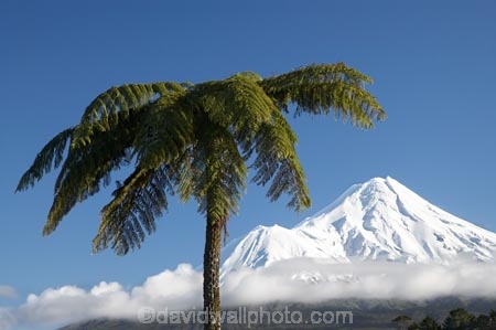 cloud;clouds;cloudy;cyathea;Egmont-N.P.;Egmont-National-Park;Egmont-NP;fern;ferns;fog;foggy;fogs;frond;fronds;mist;mists;misty;Mount-Egmont;Mount-Taranaki;Mount-Taranaki-Egmont;Mountain;mountainous;mountains;mt;Mt-Egmont;Mt-Taranaki;Mt-Taranaki-Egmont;mt.;Mt.-Egmont;Mt.-Taranaki;Mt.-Taranaki-Egmont;N.I.;N.Z.;New-Zealand;NI;North-Is;North-Is.;North-Island;NZ;plant;plants;ponga;pongas;punga;pungas;season;seasonal;seasons;snow;Taranaki;tree-fern;tree-ferns;volcanic;volcano;volcanoes;winter