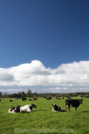agricultural;agriculture;animal;animals;cattle;country;countryside;cow;cows;dairy;dairy-cow;dairy-cows;dairy-farm;dairy-farming;dairy-farms;farm;farming;farmland;farms;field;fields;grass;grassy;green-grass;Herbivore;Herbivores;Herbivorous;Livestock;mammal;mammals;meadow;meadows;N.I.;N.Z.;New-Zealand;NI;North-Is;North-Is.;North-Island;NZ;paddock;paddocks;pasture;pastures;rural;stock;Taranaki