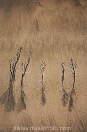 abstract;beach;beaches;coast;coastal;coastline;coastlines;coasts;erosion;N.I.;N.Z.;New-Plymouth;New-Zealand;NI;North-Is;North-Is.;North-Island;NZ;sand-pattern;sand-patterns;sand-tree;sand-trees;shore;shoreline;shorelines;shores;Taranaki