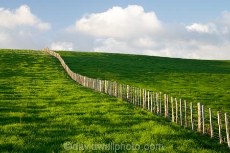 agricultural;agriculture;country;countryside;farm;farming;farmland;farms;fence;fence-line;fence-lines;fence_line;fence_lines;fenceline;fencelines;fences;field;fields;meadow;meadows;N.I.;N.Z.;New-Zealand;NI;North-Island;NZ;paddock;paddocks;pasture;pastures;rural;Wanganui;Wanganui-Region