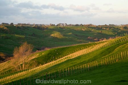 agricultural;agriculture;country;countryside;farm;farming;farmland;farms;field;fields;meadow;meadows;N.I.;N.Z.;New-Zealand;NI;North-Island;NZ;paddock;paddocks;pasture;pastures;rural;Wanganui;Wanganui-Region