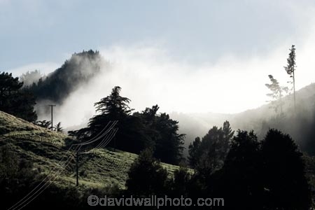 agricultural;agriculture;country;countryside;Early-Morning-Mist;exotic-forest;exotic-forestry;exotic-forests;farm;farming;farmland;farms;field;fields;fog;foggy;fogs;forest;forestry;forests;meadow;meadows;mist;mists;misty;monochromatic;N.I.;N.Z.;New-Zealand;NI;North-Island;NZ;paddock;paddocks;pasture;pastures;pine-tree;pine-trees;rural;timber;tree;trees;trunk;trunks;Wanganui;Wanganui-Region;wood;woods