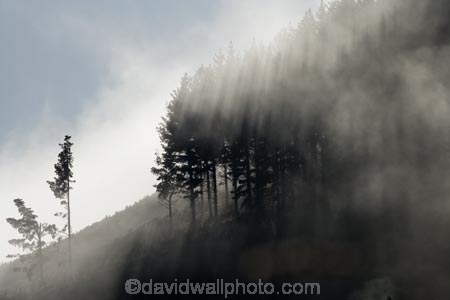 agricultural;agriculture;country;countryside;Early-Morning-Mist;exotic-forest;exotic-forestry;exotic-forests;farm;farming;farmland;farms;field;fields;fog;foggy;fogs;forest;forestry;forests;meadow;meadows;mist;mists;misty;monochromatic;N.I.;N.Z.;New-Zealand;NI;North-Island;NZ;paddock;paddocks;pasture;pastures;pine-tree;pine-trees;rural;timber;tree;trees;trunk;trunks;Wanganui;Wanganui-Region;wood;woods