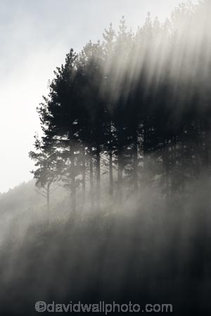 agricultural;agriculture;country;countryside;Early-Morning-Mist;exotic-forest;exotic-forestry;exotic-forests;farm;farming;farmland;farms;field;fields;fog;foggy;fogs;forest;forestry;forests;meadow;meadows;mist;mists;misty;monochromatic;N.I.;N.Z.;New-Zealand;NI;North-Island;NZ;paddock;paddocks;pasture;pastures;pine-tree;pine-trees;rural;timber;tree;trees;trunk;trunks;Wanganui;Wanganui-Region;wood;woods