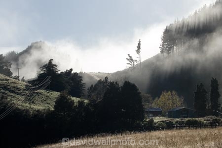 agricultural;agriculture;country;countryside;Early-Morning-Mist;exotic-forest;exotic-forestry;exotic-forests;farm;farming;farmland;farms;field;fields;fog;foggy;fogs;forest;forestry;forests;meadow;meadows;mist;mists;misty;monochromatic;N.I.;N.Z.;New-Zealand;NI;North-Island;NZ;paddock;paddocks;pasture;pastures;pine-tree;pine-trees;rural;timber;tree;trees;trunk;trunks;Wanganui;Wanganui-Region;wood;woods