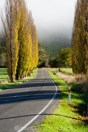 agricultural;agriculture;autuminal;autumn;autumn-colour;autumn-colours;autumnal;cloud;clouds;cloudy;color;colors;colour;colours;country;countryside;deciduous;driving;fall;farm;farming;farmland;farms;field;fields;fog;foggy;fogs;highway;highways;leaf;leaves;meadow;meadows;mist;mists;misty;N.I.;N.Z.;New-Zealand;NI;North-Island;NZ;open-road;open-roads;paddock;paddocks;pasture;pastures;poplar;poplar-tree;poplar-trees;poplars;road;road-trip;roads;rural;season;seasonal;seasons;State-Highway-4;State-highway-Four;transport;transportation;travel;traveling;travelling;tree;trees;trip;Wanganui;Wanganui-_-Raetihi-Road;Wanganui-Region