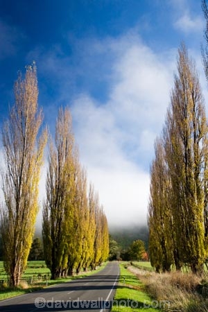 agricultural;agriculture;autuminal;autumn;autumn-colour;autumn-colours;autumnal;cloud;clouds;cloudy;color;colors;colour;colours;country;countryside;deciduous;driving;fall;farm;farming;farmland;farms;field;fields;fog;foggy;fogs;highway;highways;leaf;leaves;meadow;meadows;mist;mists;misty;N.I.;N.Z.;New-Zealand;NI;North-Island;NZ;open-road;open-roads;paddock;paddocks;pasture;pastures;poplar;poplar-tree;poplar-trees;poplars;road;road-trip;roads;rural;season;seasonal;seasons;State-Highway-4;State-highway-Four;transport;transportation;travel;traveling;travelling;tree;trees;trip;Wanganui;Wanganui-_-Raetihi-Road;Wanganui-Region