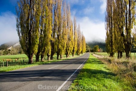agricultural;agriculture;autuminal;autumn;autumn-colour;autumn-colours;autumnal;cloud;clouds;cloudy;color;colors;colour;colours;country;countryside;deciduous;driving;fall;farm;farming;farmland;farms;field;fields;fog;foggy;fogs;highway;highways;leaf;leaves;meadow;meadows;mist;mists;misty;N.I.;N.Z.;New-Zealand;NI;North-Island;NZ;open-road;open-roads;paddock;paddocks;pasture;pastures;poplar;poplar-tree;poplar-trees;poplars;road;road-trip;roads;rural;season;seasonal;seasons;State-Highway-4;State-highway-Four;transport;transportation;travel;traveling;travelling;tree;trees;trip;Wanganui;Wanganui-_-Raetihi-Road;Wanganui-Region