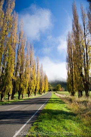 agricultural;agriculture;autuminal;autumn;autumn-colour;autumn-colours;autumnal;cloud;clouds;cloudy;color;colors;colour;colours;country;countryside;deciduous;driving;fall;farm;farming;farmland;farms;field;fields;fog;foggy;fogs;highway;highways;leaf;leaves;meadow;meadows;mist;mists;misty;N.I.;N.Z.;New-Zealand;NI;North-Island;NZ;open-road;open-roads;paddock;paddocks;pasture;pastures;poplar;poplar-tree;poplar-trees;poplars;road;road-trip;roads;rural;season;seasonal;seasons;State-Highway-4;State-highway-Four;transport;transportation;travel;traveling;travelling;tree;trees;trip;Wanganui;Wanganui-_-Raetihi-Road;Wanganui-Region
