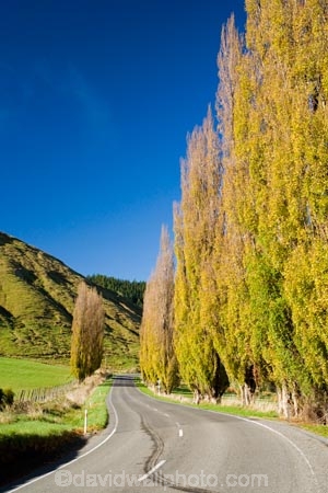 agricultural;agriculture;autuminal;autumn;autumn-colour;autumn-colours;autumnal;color;colors;colour;colours;country;countryside;deciduous;driving;fall;farm;farming;farmland;farms;field;fields;highway;highways;leaf;leaves;meadow;meadows;N.I.;N.Z.;New-Zealand;NI;North-Island;NZ;open-road;open-roads;paddock;paddocks;pasture;pastures;poplar;poplar-tree;poplar-trees;poplars;road;road-trip;roads;rural;season;seasonal;seasons;State-Highway-4;State-highway-Four;transport;transportation;travel;traveling;travelling;tree;trees;trip;Wanganui;Wanganui-_-Raetihi-Road;Wanganui-Region