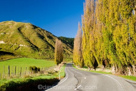 agricultural;agriculture;autuminal;autumn;autumn-colour;autumn-colours;autumnal;color;colors;colour;colours;country;countryside;deciduous;driving;fall;farm;farming;farmland;farms;field;fields;highway;highways;leaf;leaves;meadow;meadows;N.I.;N.Z.;New-Zealand;NI;North-Island;NZ;open-road;open-roads;paddock;paddocks;pasture;pastures;poplar;poplar-tree;poplar-trees;poplars;road;road-trip;roads;rural;season;seasonal;seasons;State-Highway-4;State-highway-Four;transport;transportation;travel;traveling;travelling;tree;trees;trip;Wanganui;Wanganui-_-Raetihi-Road;Wanganui-Region