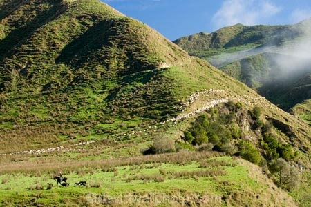 agricultural;agriculture;cloud;clouds;cloudy;country;countryside;droving;ewes;farm;farm-dog;farm-dogs;farm_dog;farm_dogs;farmdog;farmdogs;farmer;farmers;farming;farmland;farms;field;fields;flock;flocks;fog;foggy;fogs;horse;horses;meadow;meadows;mist;mists;misty;mob;mobs;muster;mustered;mustering;N.I.;N.Z.;New-Zealand;NI;North-Island;NZ;paddock;paddocks;pasture;pastures;rural;sheep;sheep-dog;sheep-dogs;sheep_dog;sheep_dogs;sheepdog;sheepdogs;Wanganui;Wanganui-Region;wool
