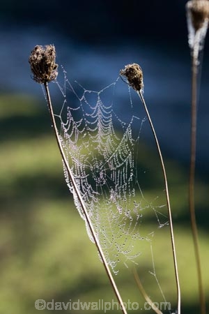 close_up;Dew;dew-;dew-s;moisture;N.I.;N.Z.;nature;New-Zealand;NI;North-Island;NZ;spider-web;spider-webs;Wanganui;Wanganui-Region;web;webs