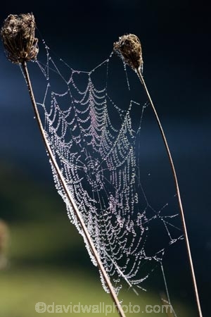 close_up;Dew;dew-;dew-s;moisture;N.I.;N.Z.;nature;New-Zealand;NI;North-Island;NZ;spider-web;spider-webs;Wanganui;Wanganui-Region;web;webs