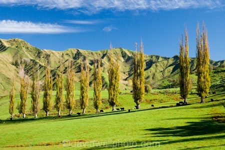 agricultural;agriculture;autuminal;autumn;autumn-colour;autumn-colours;autumnal;color;colors;colour;colours;country;countryside;deciduous;fall;farm;farming;farmland;farms;field;fields;Kakatahi;leaf;leaves;Mangawhero-Valley;meadow;meadows;N.I.;N.Z.;New-Zealand;NI;North-Island;NZ;paddock;paddocks;pasture;pastures;poplar;poplar-tree;poplar-trees;poplars;rural;season;seasonal;seasons;tree;trees;Wanganui;Wanganui-Region