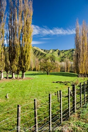 agricultural;agriculture;autuminal;autumn;autumn-colour;autumn-colours;autumnal;color;colors;colour;colours;country;countryside;deciduous;fall;farm;farming;farmland;farms;fence;fence-line;fence-lines;fence_line;fence_lines;fenceline;fencelines;fences;field;fields;Kakatahi;leaf;leaves;Mangawhero-Valley;meadow;meadows;N.I.;N.Z.;New-Zealand;NI;North-Island;NZ;paddock;paddocks;pasture;pastures;poplar;poplar-tree;poplar-trees;poplars;rural;season;seasonal;seasons;tree;trees;Wanganui;Wanganui-Region