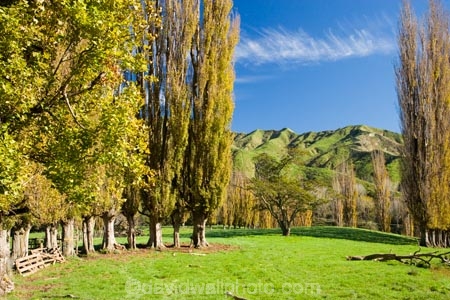 agricultural;agriculture;autuminal;autumn;autumn-colour;autumn-colours;autumnal;color;colors;colour;colours;country;countryside;deciduous;fall;farm;farming;farmland;farms;field;fields;Kakatahi;leaf;leaves;Mangawhero-Valley;meadow;meadows;N.I.;N.Z.;New-Zealand;NI;North-Island;NZ;paddock;paddocks;pasture;pastures;poplar;poplar-tree;poplar-trees;poplars;rural;season;seasonal;seasons;tree;trees;Wanganui;Wanganui-Region
