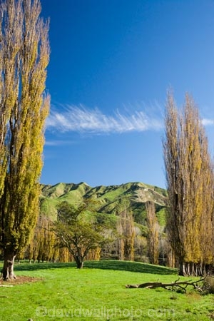 agricultural;agriculture;autuminal;autumn;autumn-colour;autumn-colours;autumnal;color;colors;colour;colours;country;countryside;deciduous;fall;farm;farming;farmland;farms;field;fields;Kakatahi;leaf;leaves;Mangawhero-Valley;meadow;meadows;N.I.;N.Z.;New-Zealand;NI;North-Island;NZ;paddock;paddocks;pasture;pastures;poplar;poplar-tree;poplar-trees;poplars;rural;season;seasonal;seasons;tree;trees;Wanganui;Wanganui-Region